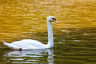 Nexon CEO：3A游戏成本飙升 粉丝反馈至关重要